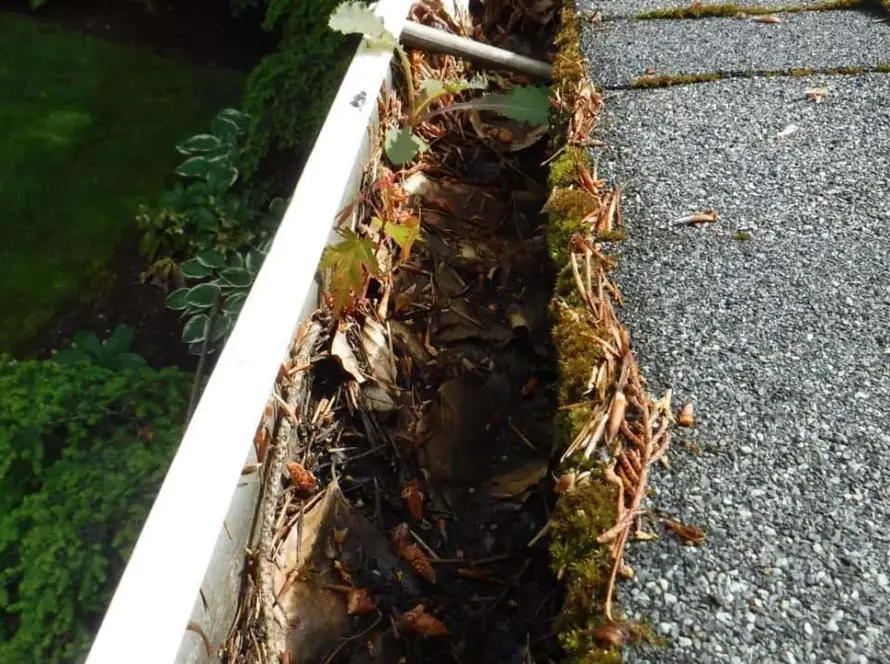 Close-up photo of clogged gutter without gutter guards showing moss and debris